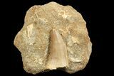 Mosasaur (Prognathodon) Tooth In Rock #70458-1